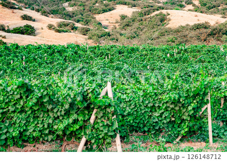 vineyards with green leaves on the mountainside vineyards with green leaves on the mountainside 126148712