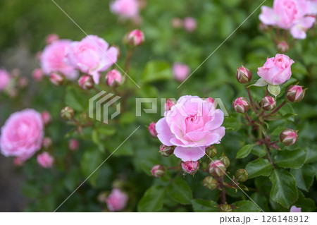 ピンクのバラ バラの花 花 初夏 夏 素材 126148912
