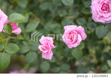 ピンクのバラ バラの花 花 初夏 夏 素材 126149061