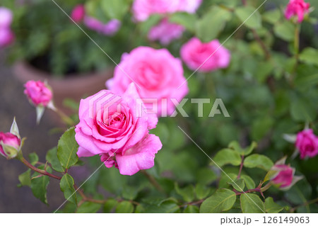 ピンクのバラ バラの花 花 初夏 夏 素材 126149063