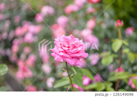 ピンクのバラ バラの花 花 初夏 夏 素材 ピンクのバラ バラの花 花 初夏 夏 素材 126149096