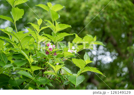 箱根空木 126149129