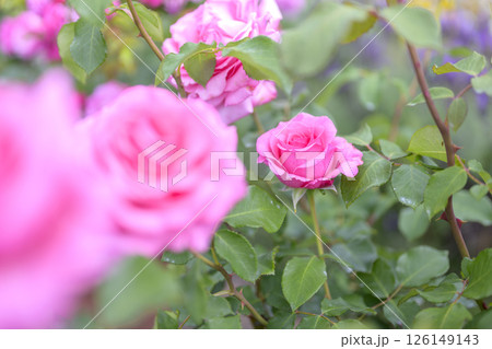 ピンクのバラ バラの花 花 初夏 夏 素材 ピンクのバラ バラの花 花 初夏 夏 素材 126149143