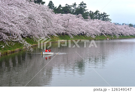 弘前公園 日本一の桜 弘前公園 日本一の桜 126149147