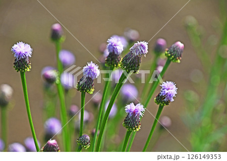 キツネアザミ（狐薊） 126149353