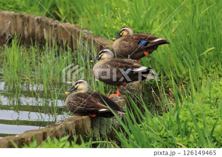 池のほとりにカモの群れ 126149465