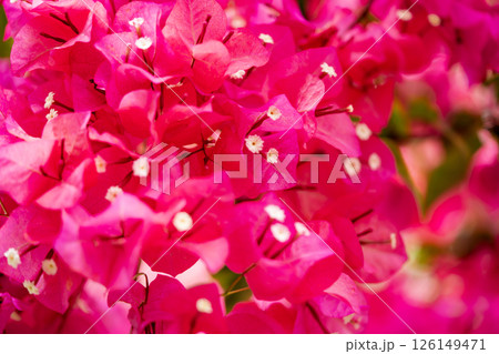 赤いブーゲンビリアの花 126149471