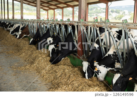 Cows pick up fresh hay with their lips, chew straw 126149596