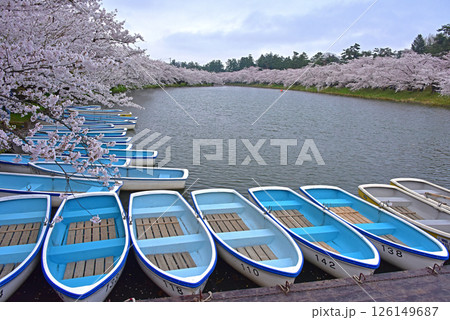 弘前公園　日本一の桜 126149687