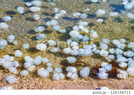 invasion of jellyfish on seashore invasion of jellyfish on seashore 126149713