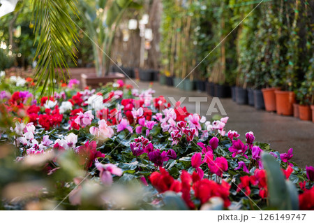Blooming Cyclamen persicum bushes in pots for sale in hothouse Blooming Cyclamen persicum bushes in pots for sale in hothouse 126149747