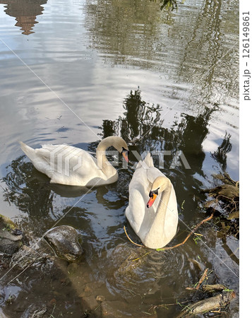 Swan Swimming in a Tranquil Pond 126149861