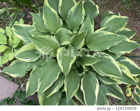 ホスタ・オウレオマルギナータ ホスタ・オウレオマルギナータ 126150059