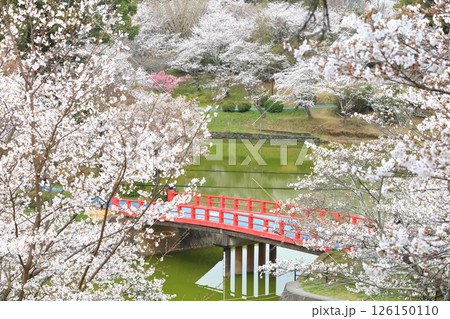 【福岡県】桜が満開の甘木公園(丸山公園) 【福岡県】桜が満開の甘木公園(丸山公園) 126150110