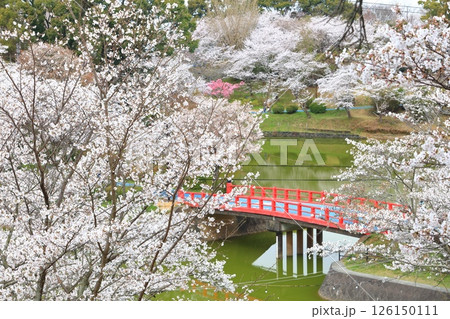 【福岡県】桜が満開の甘木公園(丸山公園) 【福岡県】桜が満開の甘木公園(丸山公園) 126150111
