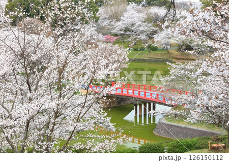 【福岡県】桜が満開の甘木公園(丸山公園) 【福岡県】桜が満開の甘木公園(丸山公園) 126150112