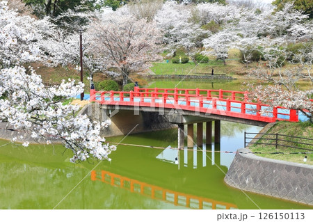 【福岡県】桜が満開の甘木公園（丸山公園） 126150113