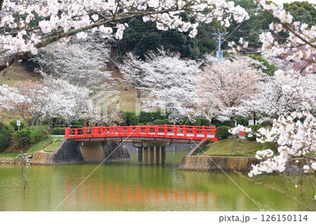 【福岡県】桜が満開の甘木公園(丸山公園) 【福岡県】桜が満開の甘木公園(丸山公園) 126150114