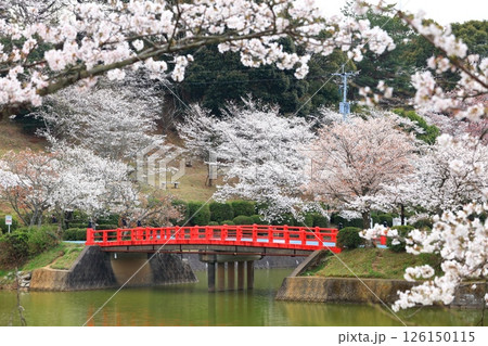 【福岡県】桜が満開の甘木公園(丸山公園) 【福岡県】桜が満開の甘木公園(丸山公園) 126150115