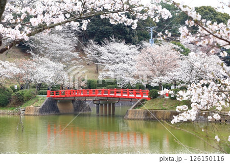 【福岡県】桜が満開の甘木公園（丸山公園） 126150116