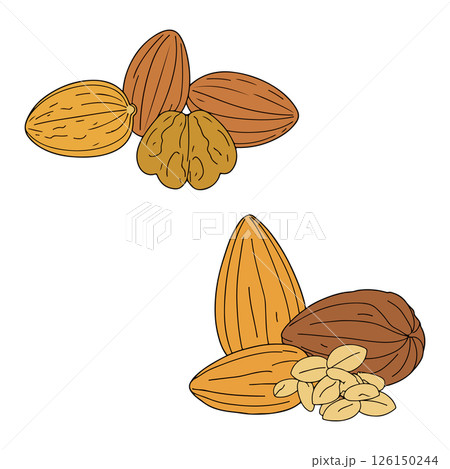 Assorted Nuts Illustration 126150244
