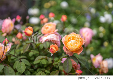 オレンジのバラ バラの花 花 初夏 夏 素材 オレンジのバラ バラの花 花 初夏 夏 素材 126150445