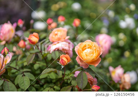 オレンジのバラ バラの花 花 初夏 夏 素材 オレンジのバラ バラの花 花 初夏 夏 素材 126150456