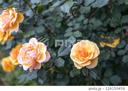 オレンジのバラ バラの花 花 初夏 夏 素材 オレンジのバラ バラの花 花 初夏 夏 素材 126150459