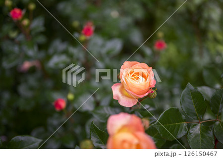 オレンジのバラ バラの花 花 初夏 夏 素材 126150467