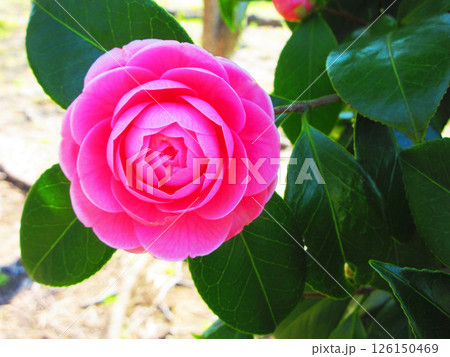 ツバキの花の風景 ツバキの花の風景 126150469