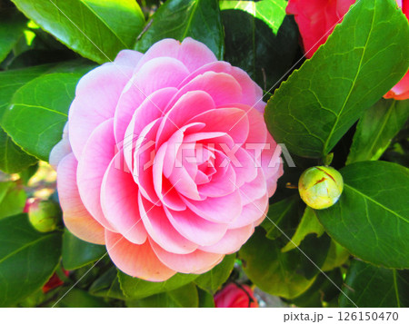 ツバキの花の風景 ツバキの花の風景 126150470