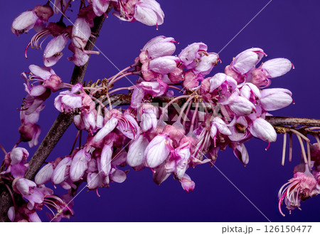Abundant Pink Redbud Blooms Against a Vibrant Purple Abundant Pink Redbud Blooms Against a Vibrant Purple 126150477
