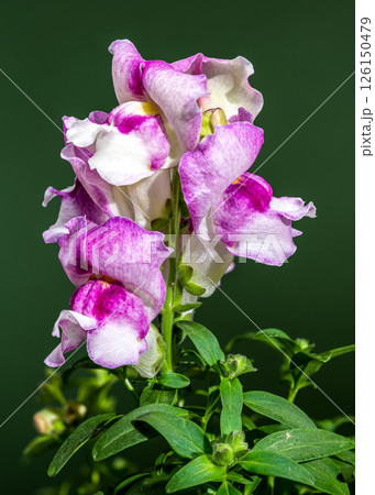 Vibrant Pink and White Snapdragon Bloom Against a green Backdrop Vibrant Pink and White Snapdragon Bloom Against a green Backdrop 126150479