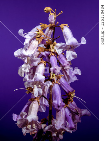 Elegant Light Purple Paulownia Flowers Blooming in Spring Elegant Light Purple Paulownia Flowers Blooming in Spring 126150484