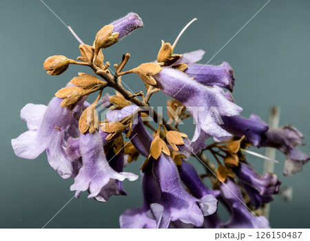 Elegant Light Purple Paulownia Flowers Blooming in Spring 126150487
