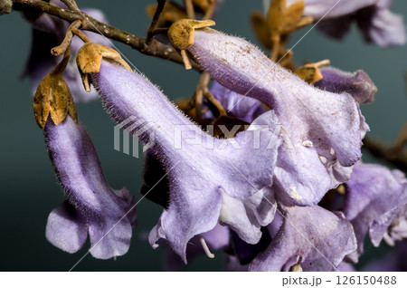 Elegant Light Purple Paulownia Flowers Blooming in Spring Elegant Light Purple Paulownia Flowers Blooming in Spring 126150488