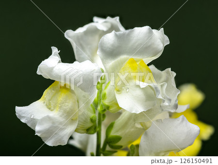 Vibrant White Snapdragon Bloom Against a green Backdrop 126150491