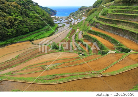 【佐賀県】晴天の浜野浦の棚田 126150550