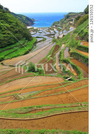 【佐賀県】晴天の浜野浦の棚田 【佐賀県】晴天の浜野浦の棚田 126150552