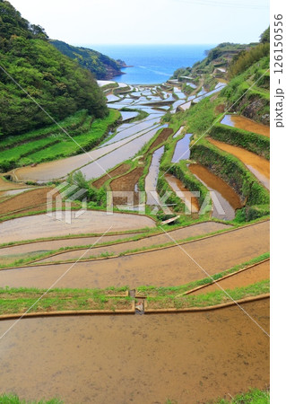 【佐賀県】晴天の浜野浦の棚田 126150556