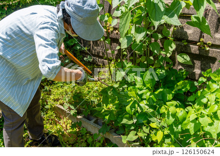 雑草はびこる庭の草取り作業する女性 雑草はびこる庭の草取り作業する女性 126150624