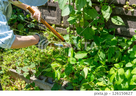 雑草はびこる庭の草刈り作業する女性 雑草はびこる庭の草刈り作業する女性 126150627