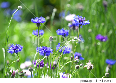 ヤグルマギク(矢車菊) ヤグルマギク(矢車菊) 126150641