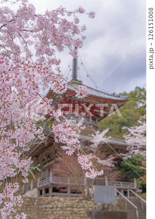 【第八番札所】熊谷寺の桜【四国八十八箇所】 【第八番札所】熊谷寺の桜【四国八十八箇所】 126151008