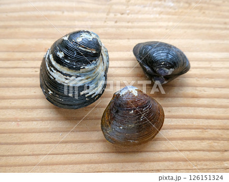 大きいシジミ3.5cm、小さいシジミ2.5cm。シジミの大きさを比較した写真 126151324