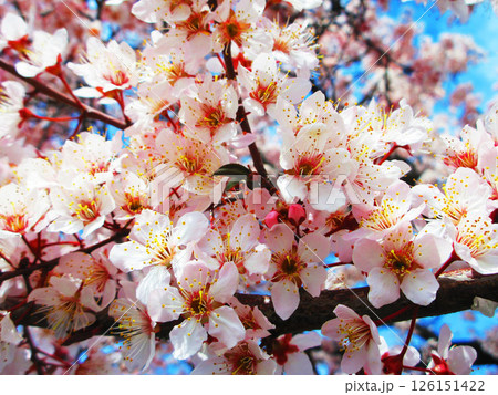 ベニバスモモの花の風景 126151422