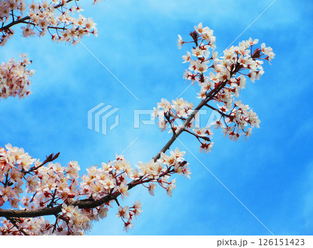 ベニバスモモの花の風景 ベニバスモモの花の風景 126151423