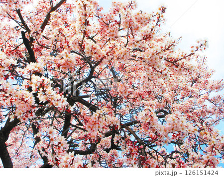 ベニバスモモの花の風景 ベニバスモモの花の風景 126151424