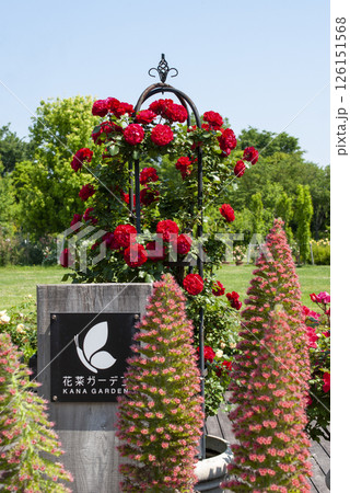 花菜ガーデンのバラ 126151568