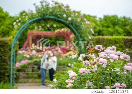 花菜ガーデンのバラ 126151571